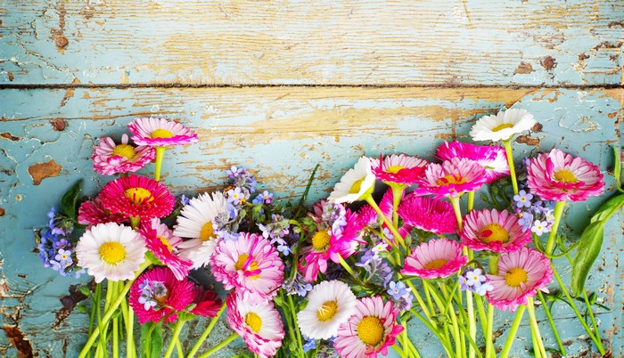 Many Bellis flowers on a wooden background