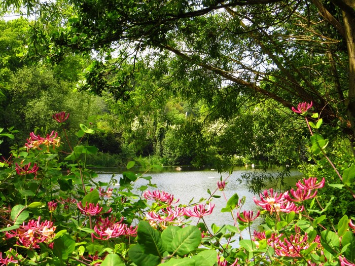 Honeysuckle flowers by a lake at Hampstead Heath, London