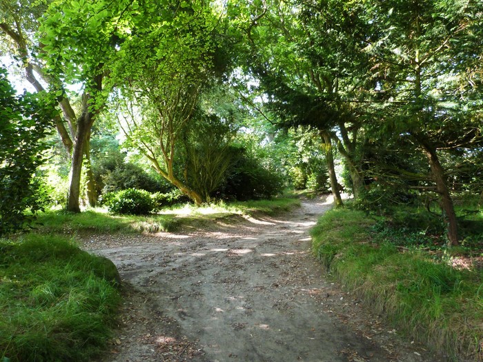 A dirt path winds through a sun-dappled forest with green trees.
