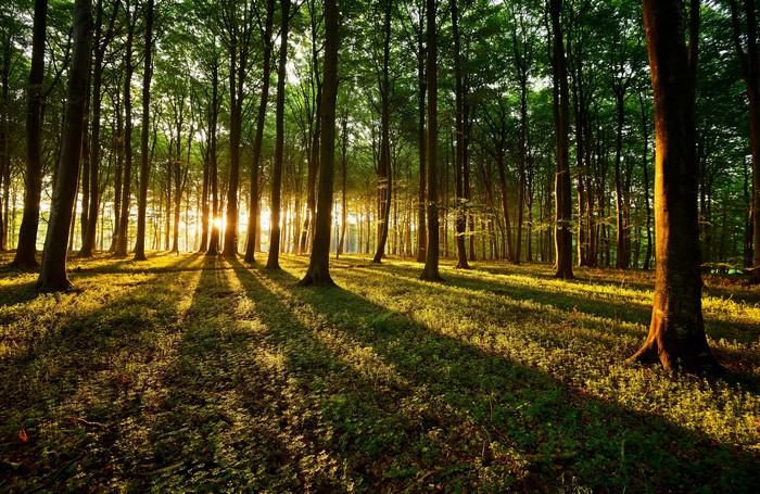 Forest with sun rays filtering through trees