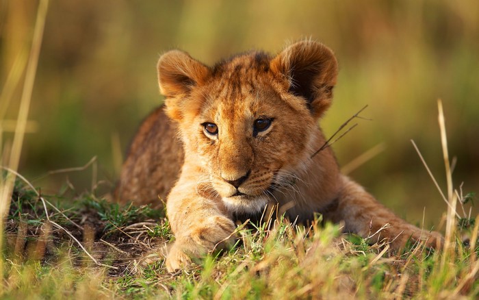 Lion cub lying in tall grass
