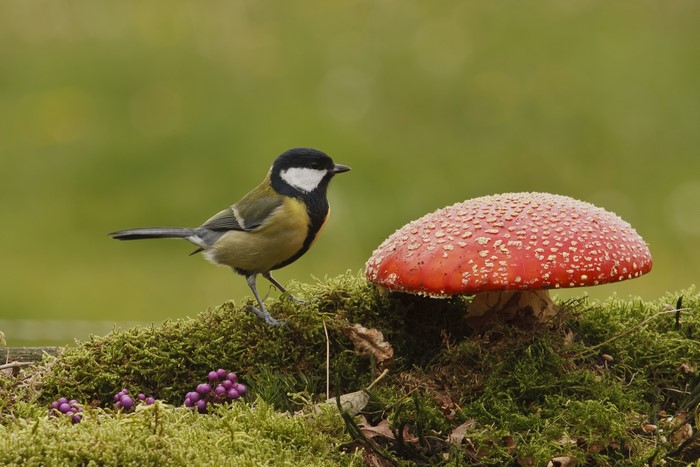 Great tit bird near a red mushroom on moss