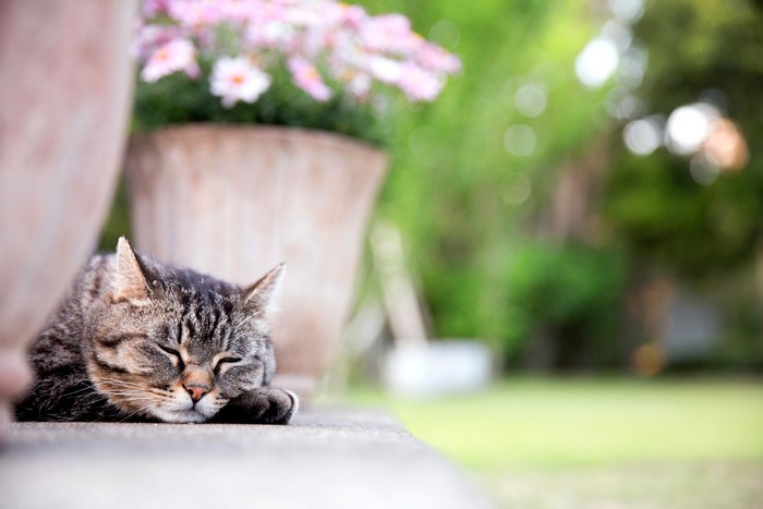 4K Cat Sleeping Outdoors