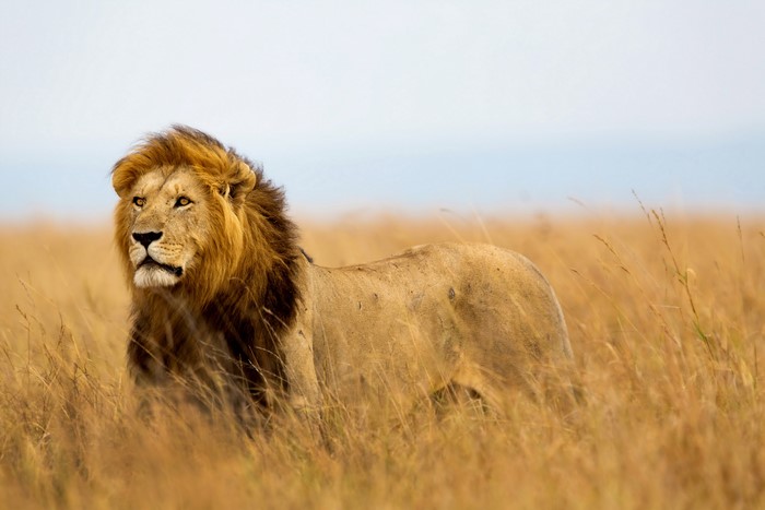 Lion standing in tall grass