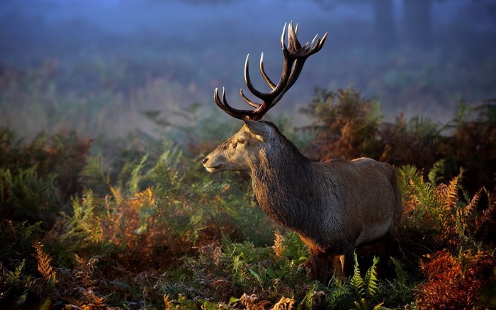 Deer with large antlers in a misty forest
