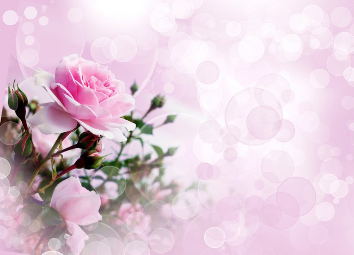 Pink Roses with Buds and Bokeh