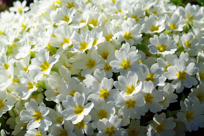 A cluster of white primroses with yellow centers