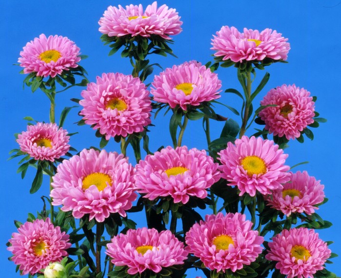Many pink asters with yellow centers against a blue background