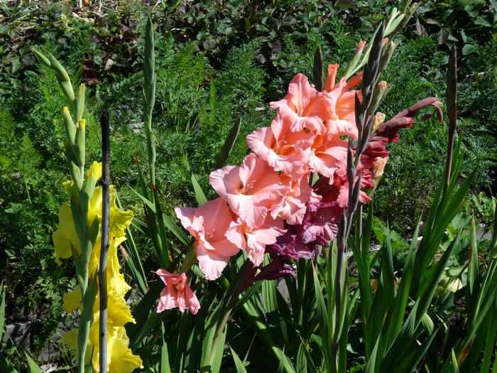 Gladioluses in a garden