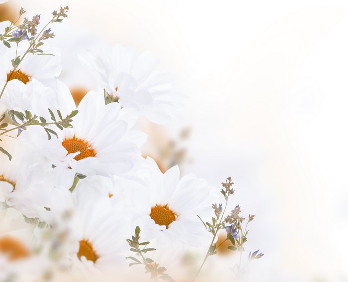 4K Chrysanthemums Closeup