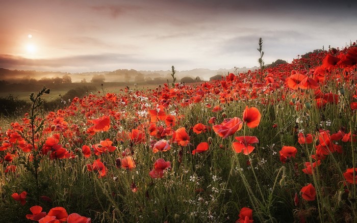 Field of red poppies at sunrise