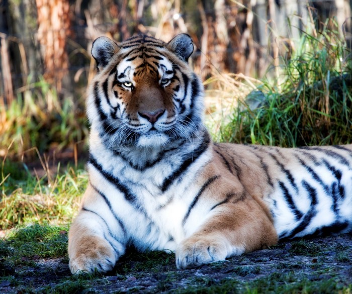 Tiger lying down in a forest