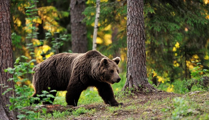 Brown Bear walking in a forest