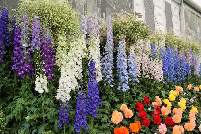 Delphiniums and Begonias in a Garden Display