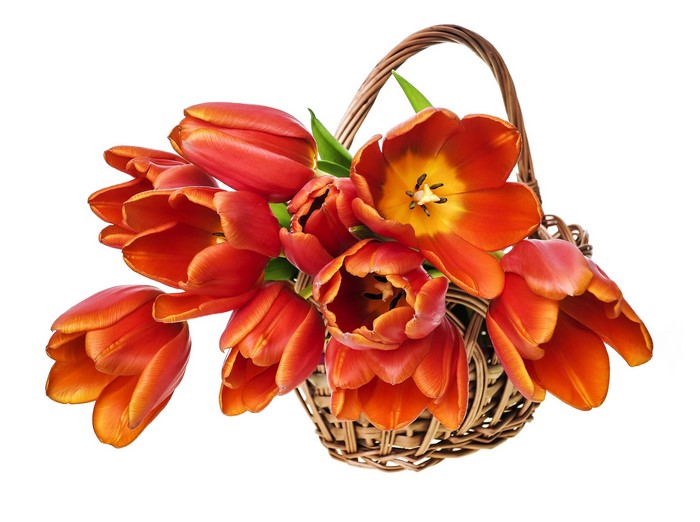 Orange tulips in a wicker basket