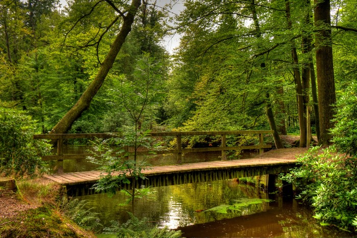 Wooden bridge over a stream in a forest in Ambt Delden, Netherlands
