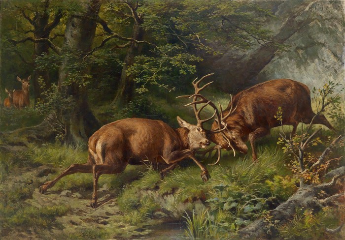 Deer fighting in a forest