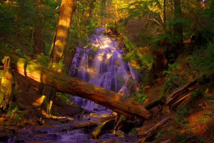 Waterfall in a forest with fallen trees in Washington