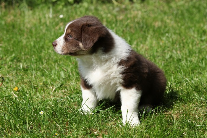 Brown and white Bearded Collie puppy sitting on grass