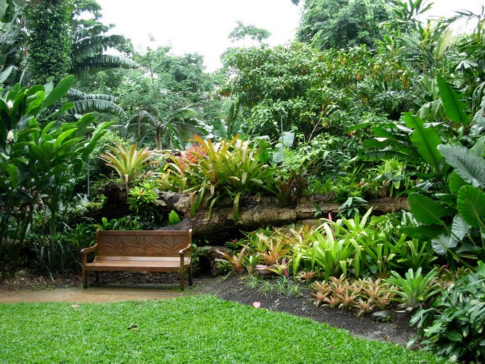Bench in a lush garden with bromeliads and trees