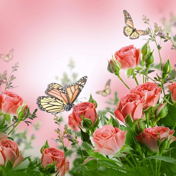Monarch Butterflies and Pink Roses