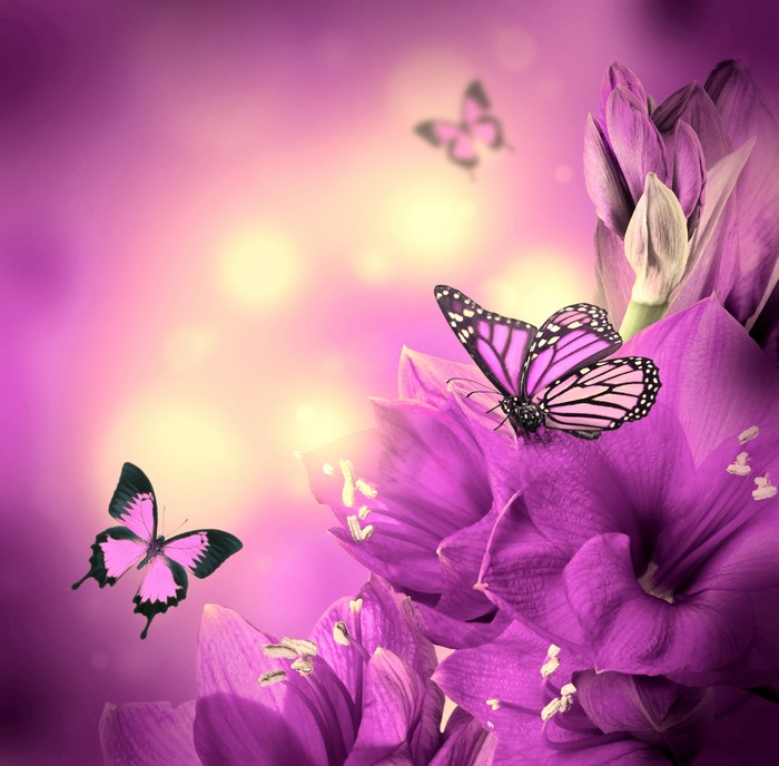 Purple Amaryllis Flowers with Pink Butterflies