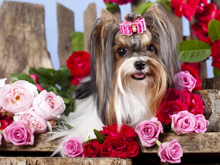 Biewer Terrier Dog with Roses