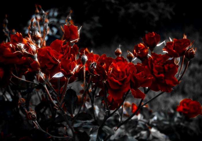 Many red roses in a garden