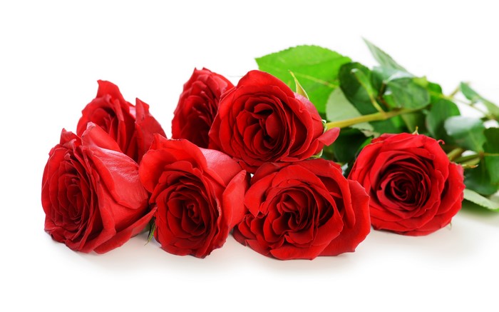 Red Roses Closeup