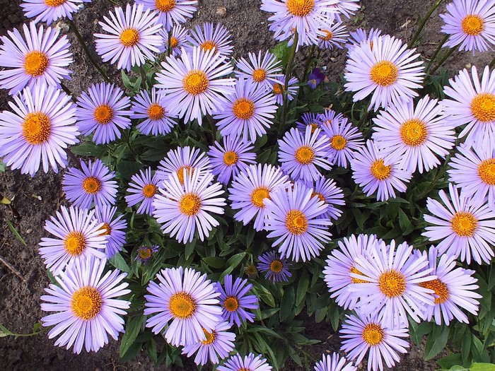 Many purple asters with yellow centers
