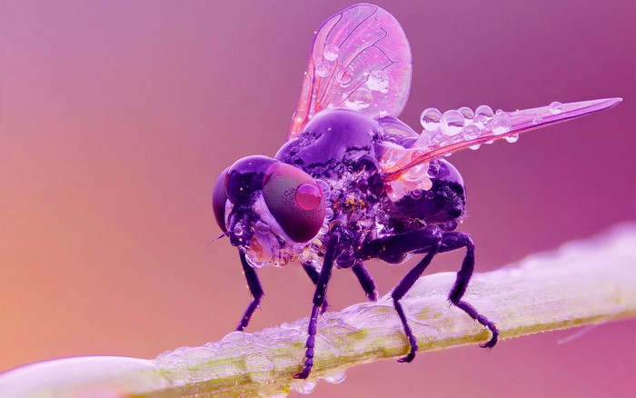 Close-up of a fly covered in water droplets