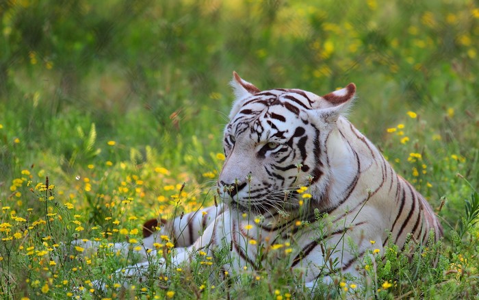 White tiger lying in a field of yellow flowers