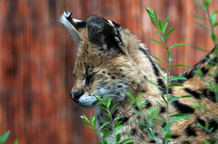 Serval with spotted fur peeking through green plants