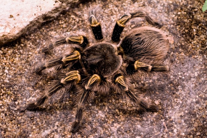 Acanthoscurria geniculata tarantula spider on sand