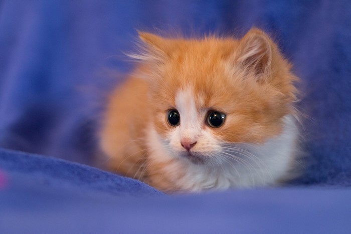 Adorable Orange and White Kitten on Blue Blanket