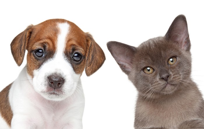 Puppy and Kitten Close-up