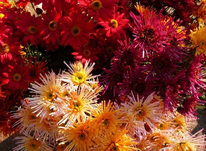 A close-up of a bouquet of chrysanthemums