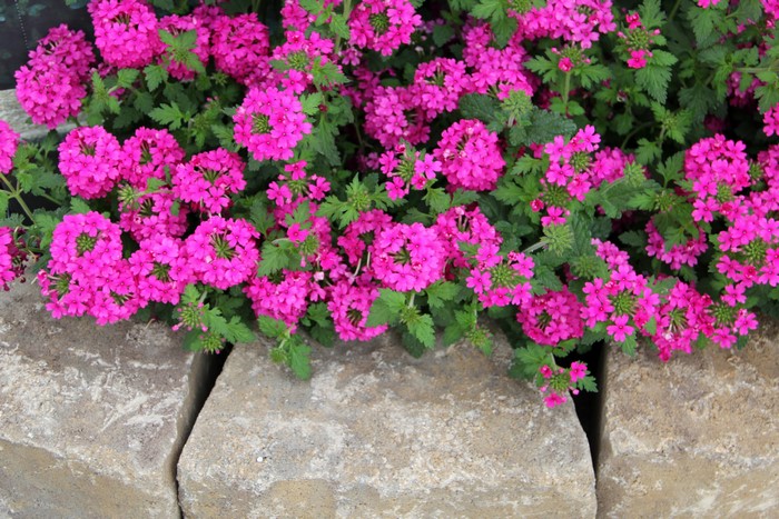 Pink Verbena flowers growing over stone border