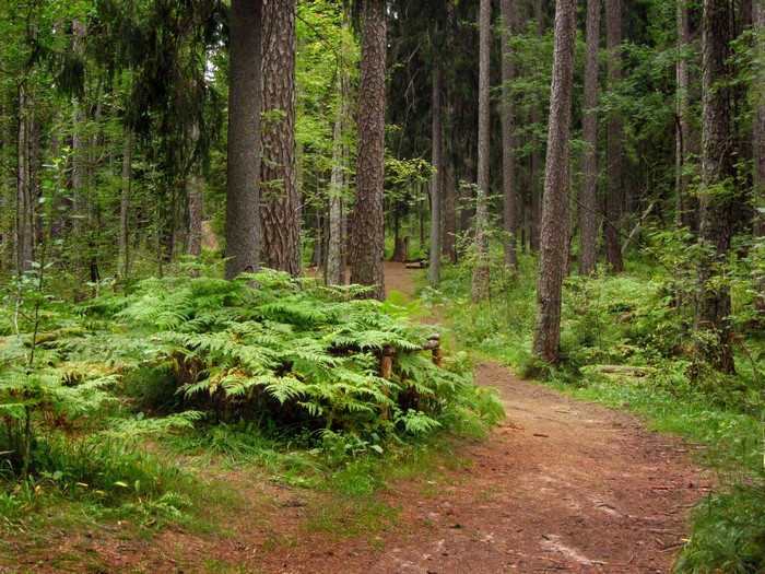 Forest trail with ferns and pine trees in Russia
