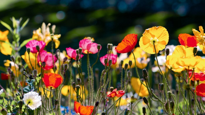 Field of colorful poppies in bloom