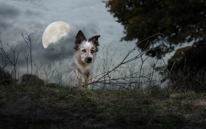 Dog with blue eyes under the moon