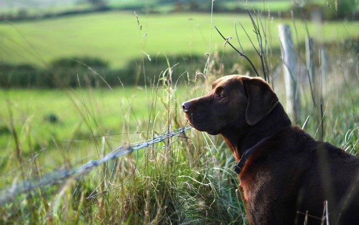 Brown Labrador Retriever by a barbed wire fence in a field