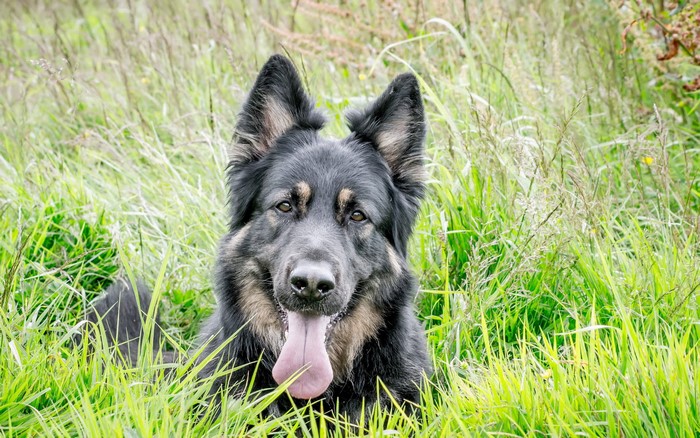 Belgian Shepherd Tervueren dog in grass
