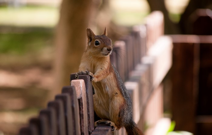 Squirrel on a wooden fence