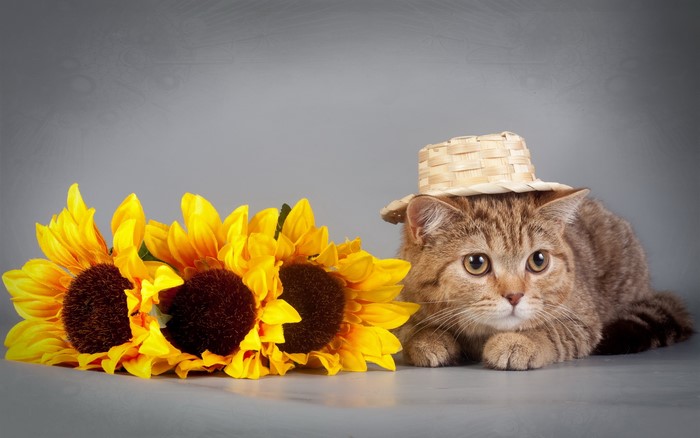 Cat wearing a straw hat with sunflowers