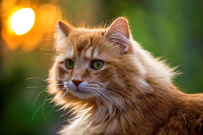 Ginger cat with green eyes in sunlight