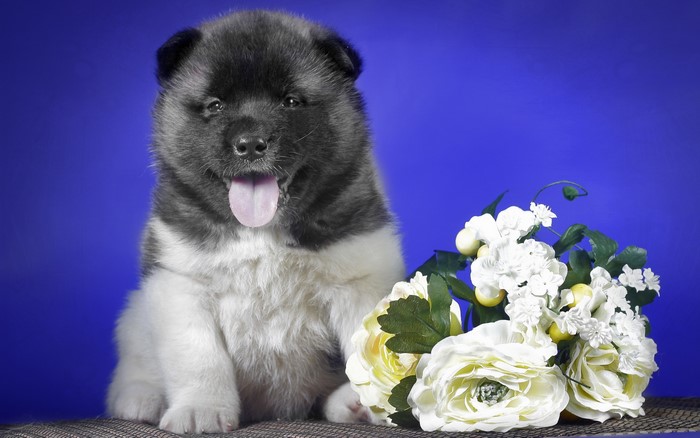 Akita puppy with a bouquet of flowers