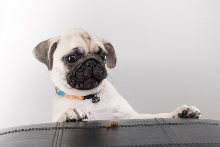 Pug puppy looking at kibble on a table