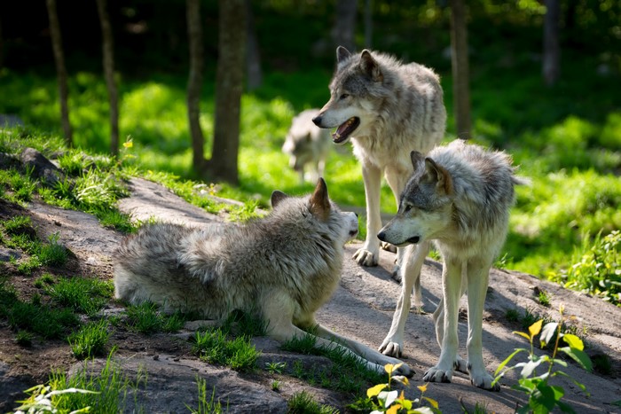Three wolves in a forest