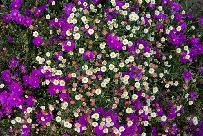 Purple and white flowers with green foliage